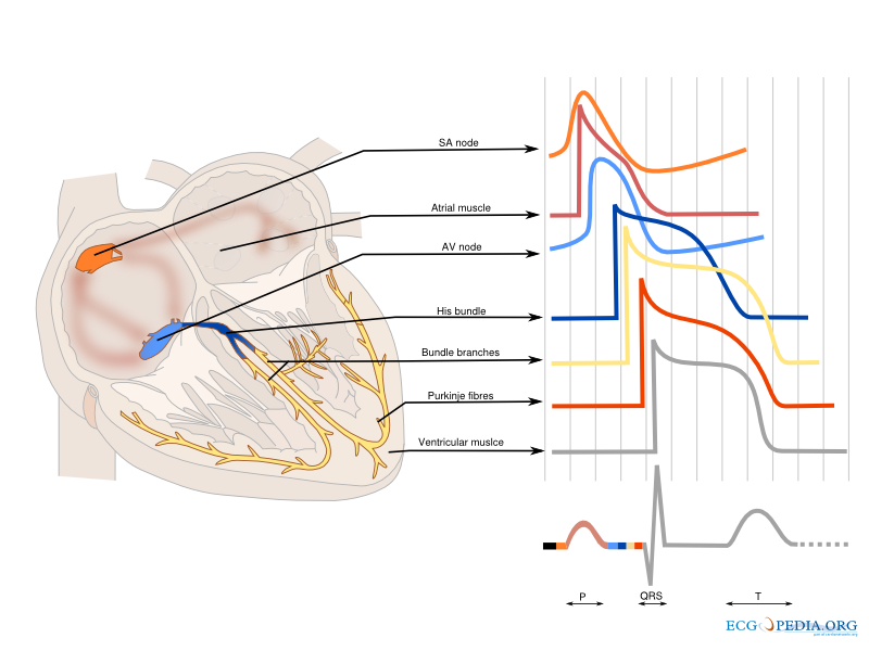 Cardiac Cycle